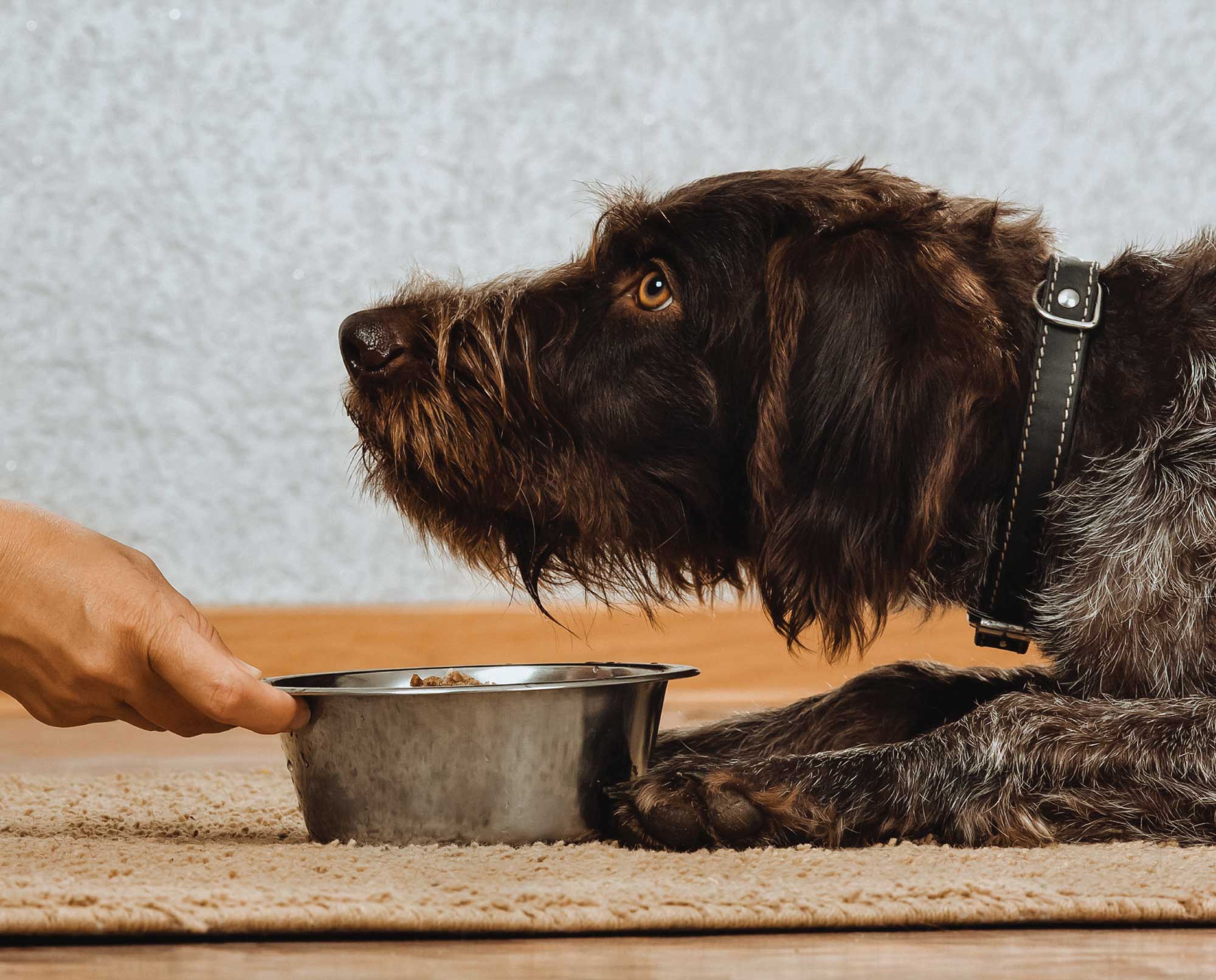 A hunting dog is place trained with dog food.