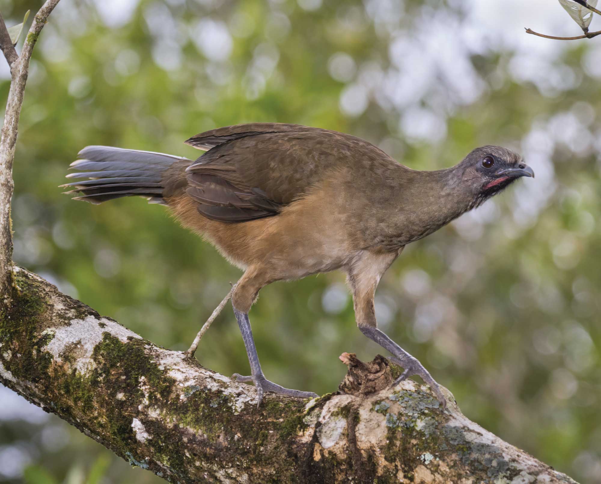 A Plain Chachalaca roosted in a tree