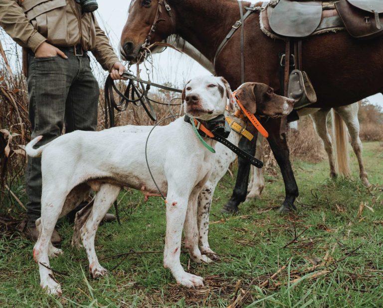 Two pointers on a plantation quail hunt.