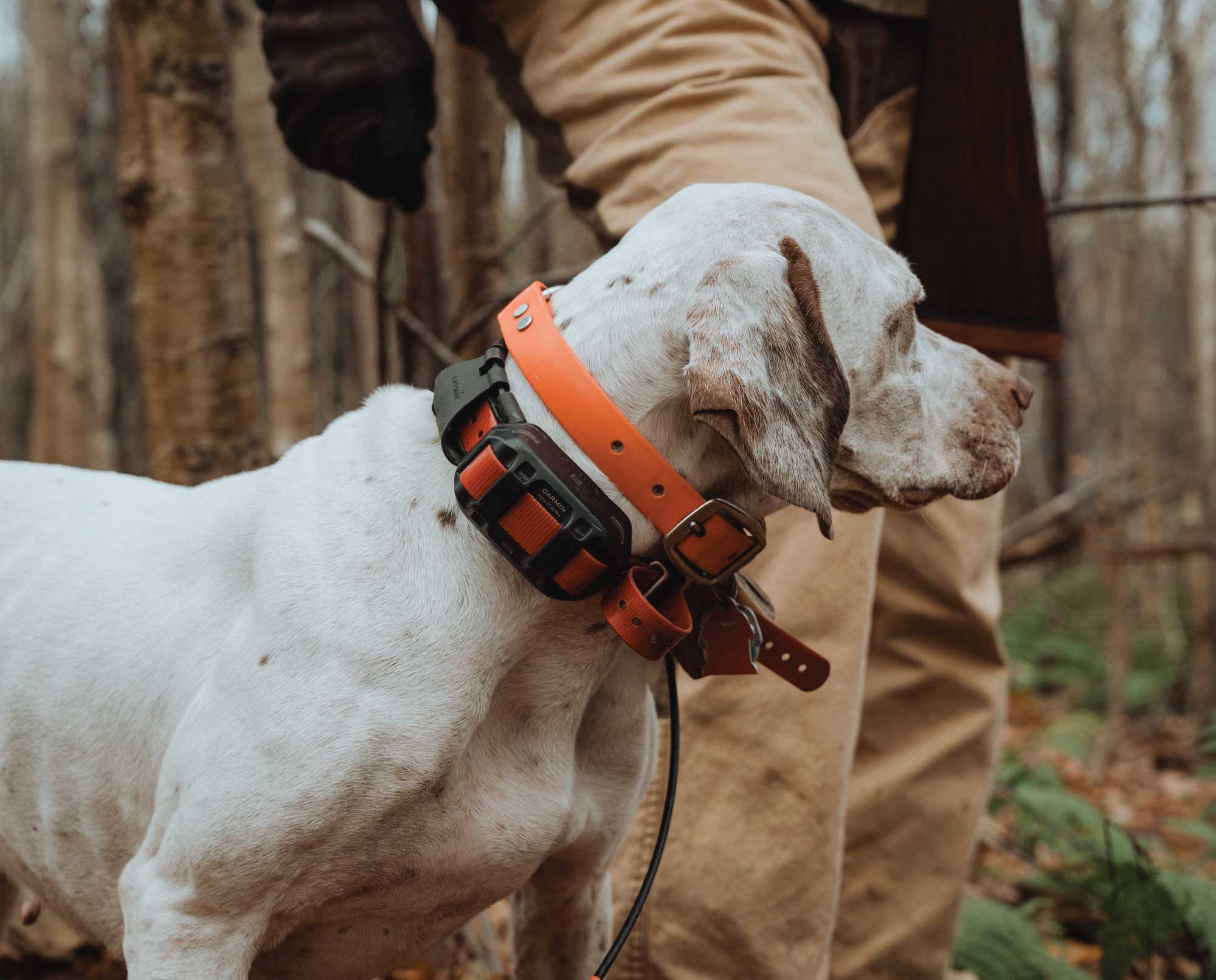 A pointer stands next to a hunter.