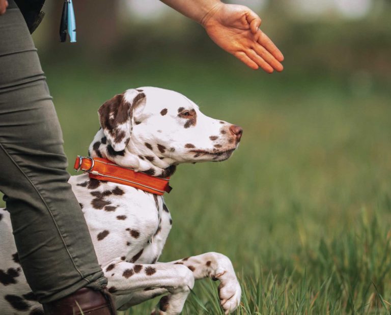 A purebred dog is given a command by a dog trainer