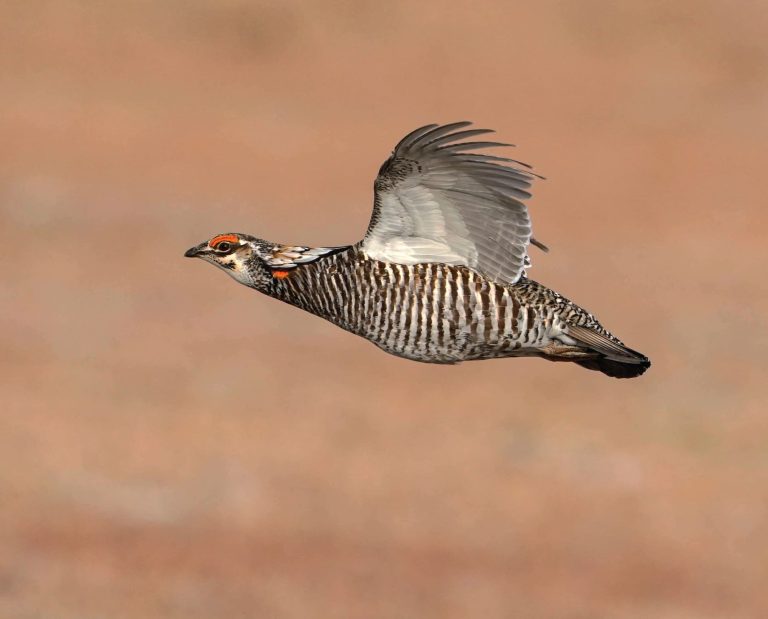 A prairie chicken flushes during a hunting trip