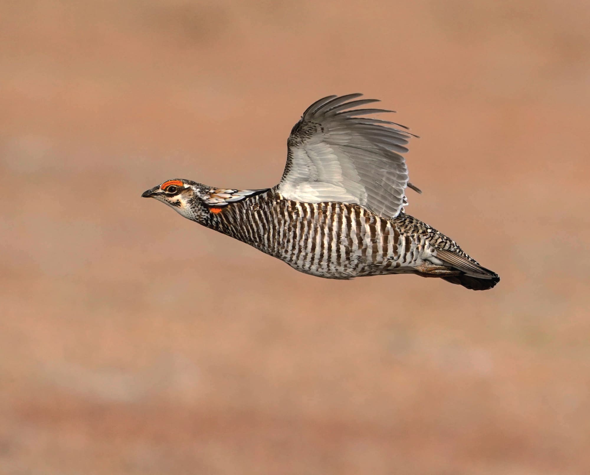 A prairie chicken flushes during a hunting trip