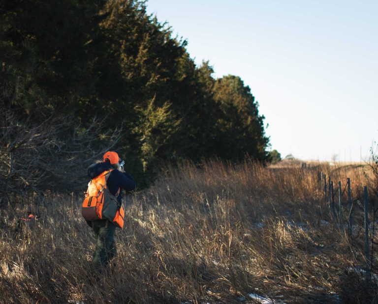 A quail hunter walks up on a pointing dog and a covey of bobwhite quail on public lands.