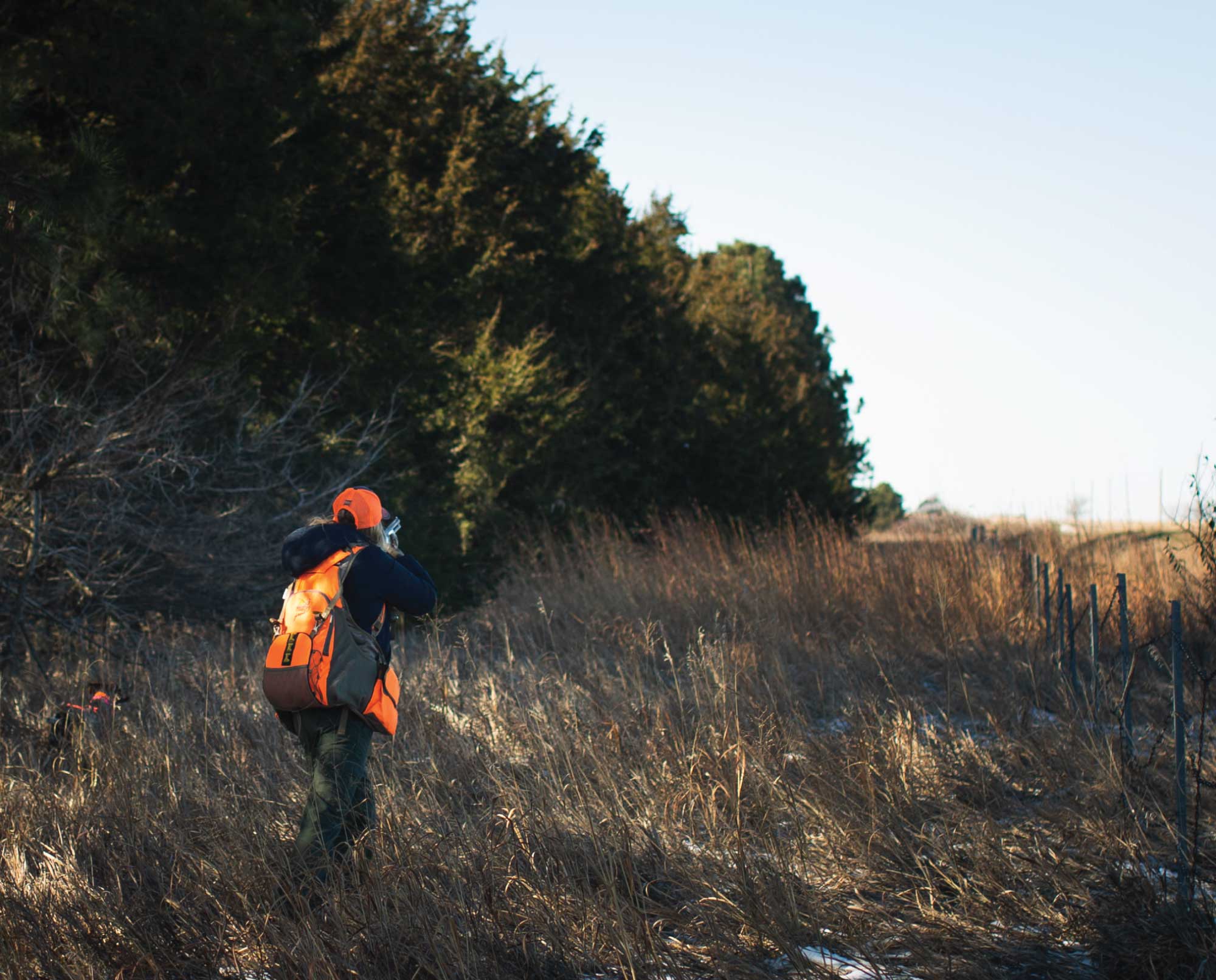 A quail hunter walks up on a pointing dog and a covey of bobwhite quail on public lands.