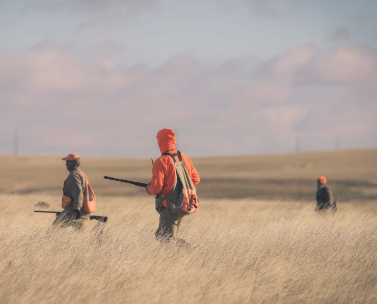 A group of pheasant hunters push through a field toward blockers.