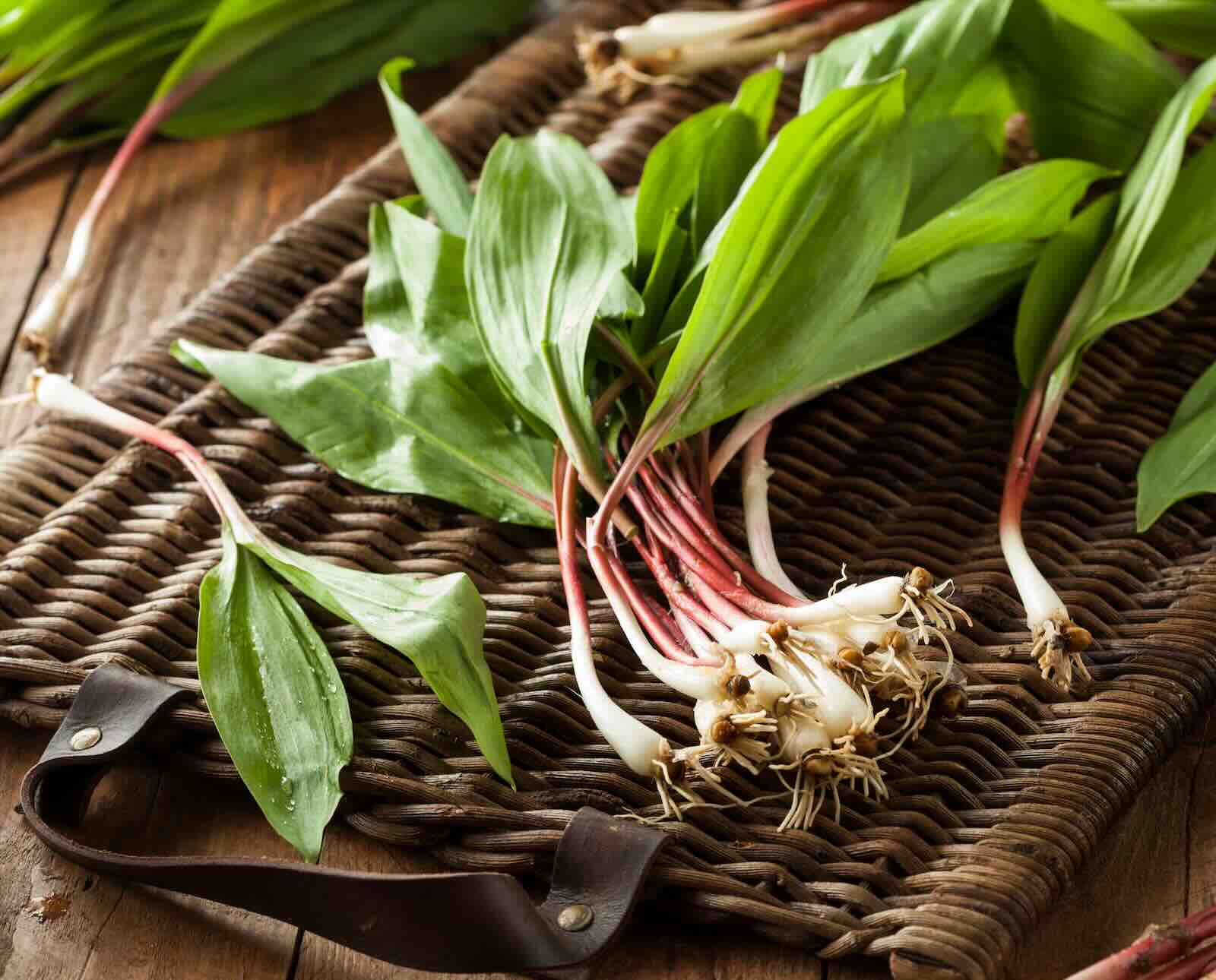 Freshly gathered wild ramps
