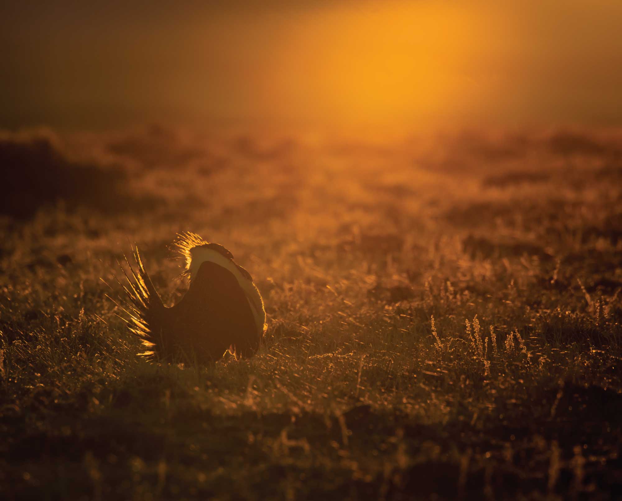 A sage grouse in Wyoming