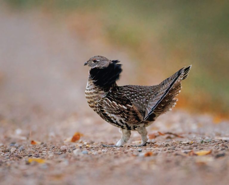 A ruffed grouse crosses a dirt road in Missouri