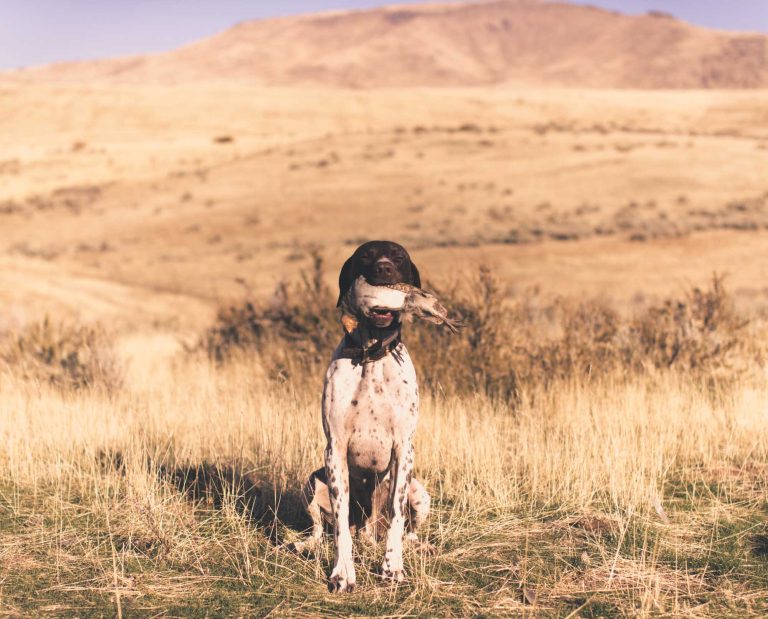 A German shorthaired pointer retrieving a chukar while bird hunting hell's canyon.