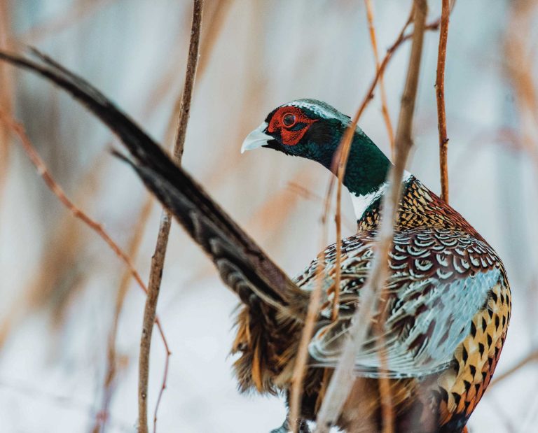 A pheasant walks through cattails