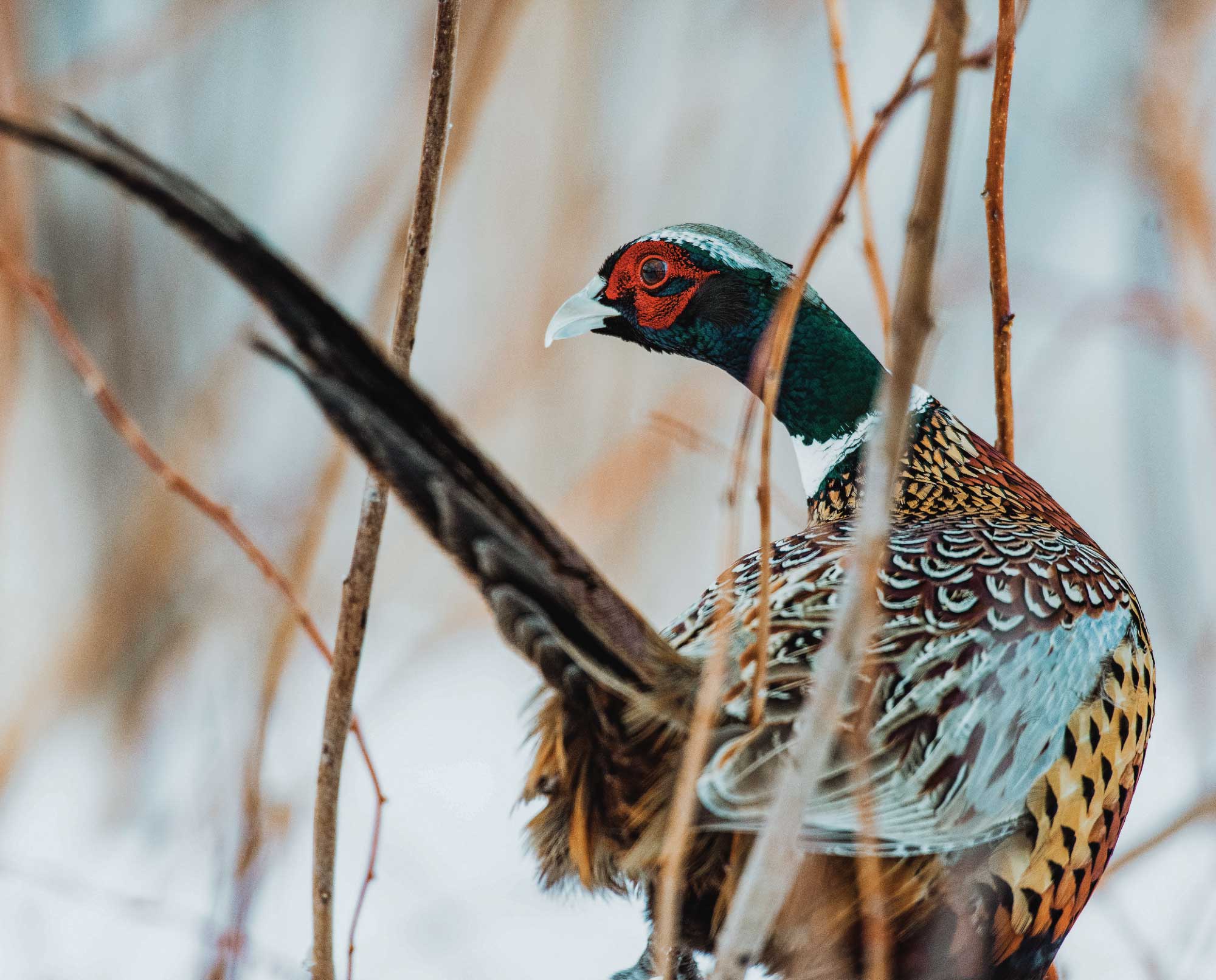 A pheasant walks through cattails