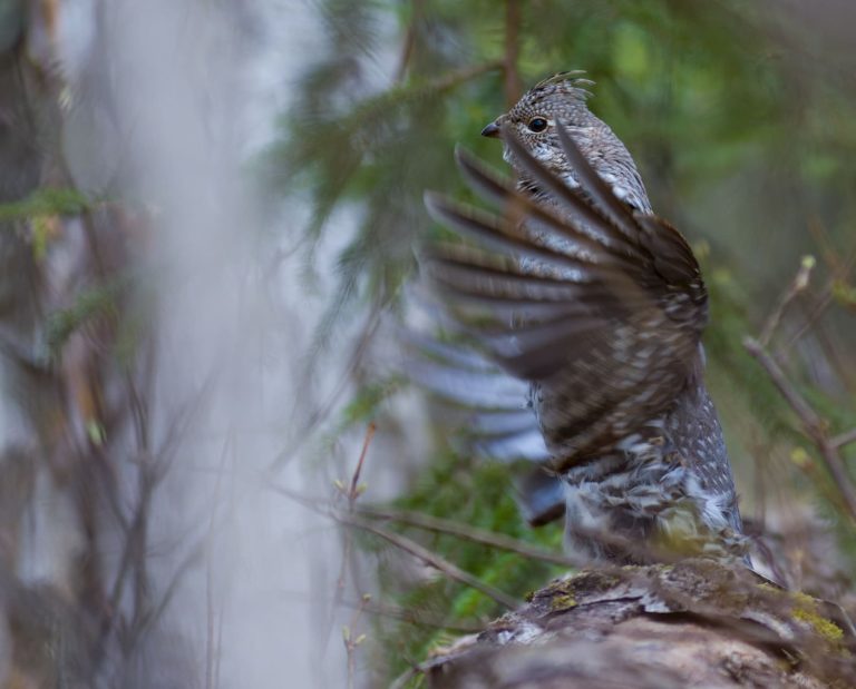 A ruffed grouse drums on a log durning the spring.