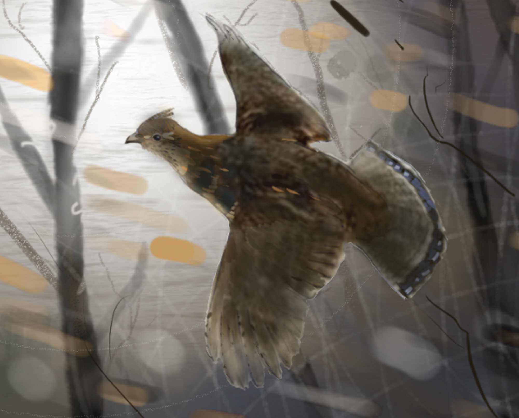 The princes grouse flys through a thicket