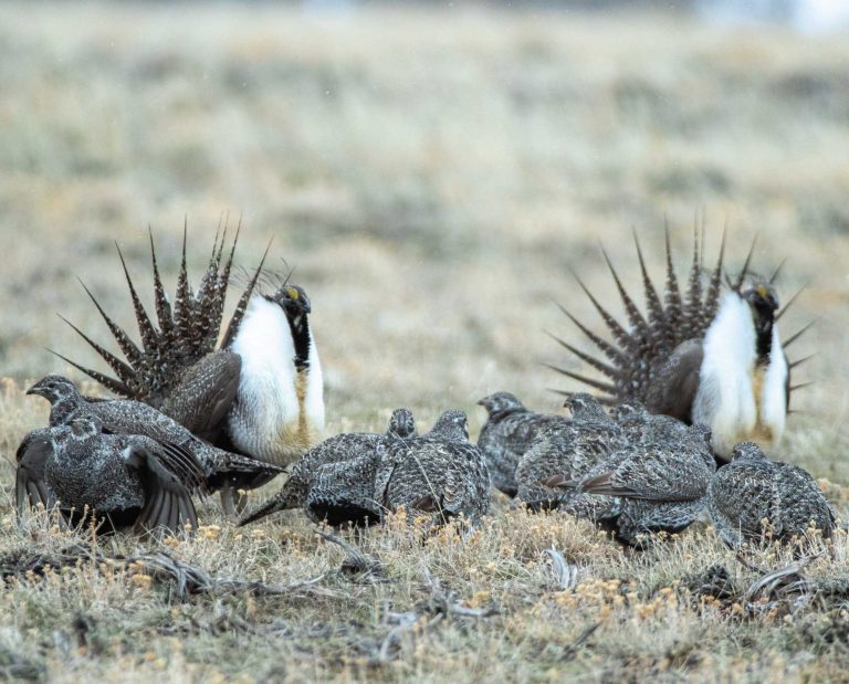 Sage grouse durning the breeding season