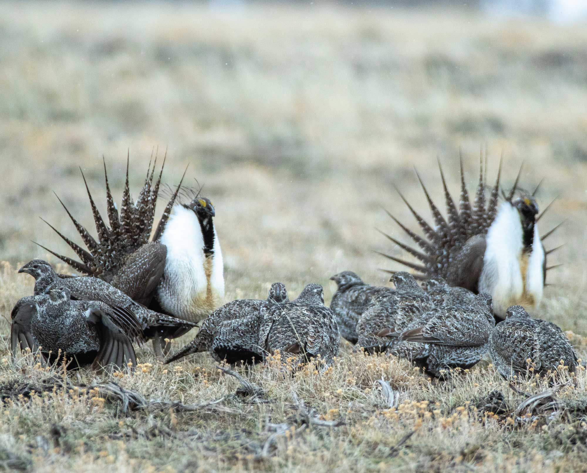 Sage grouse durning the breeding season