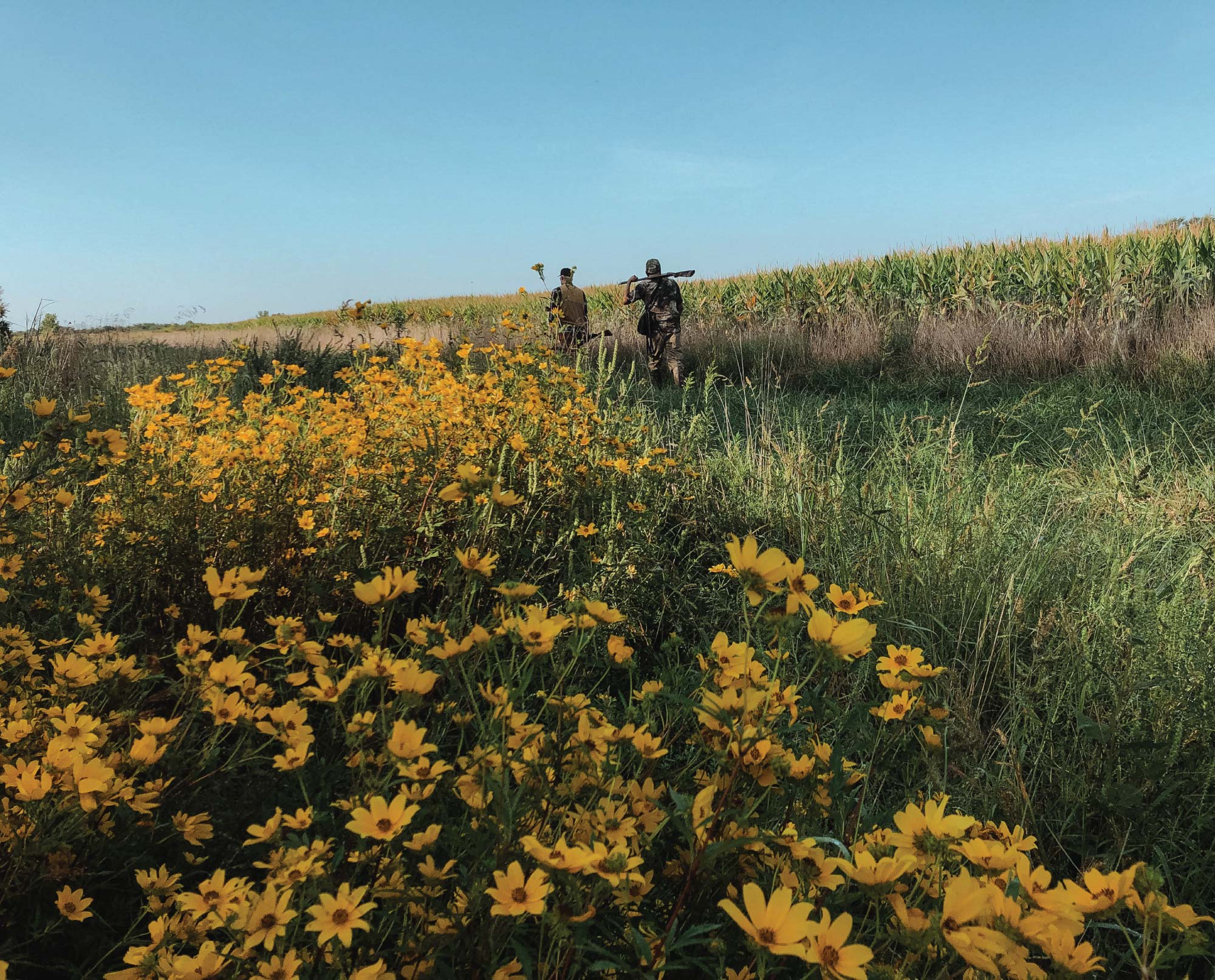 Dove hunters walking into a field.