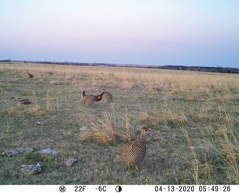 upland game captured with trail camera photos