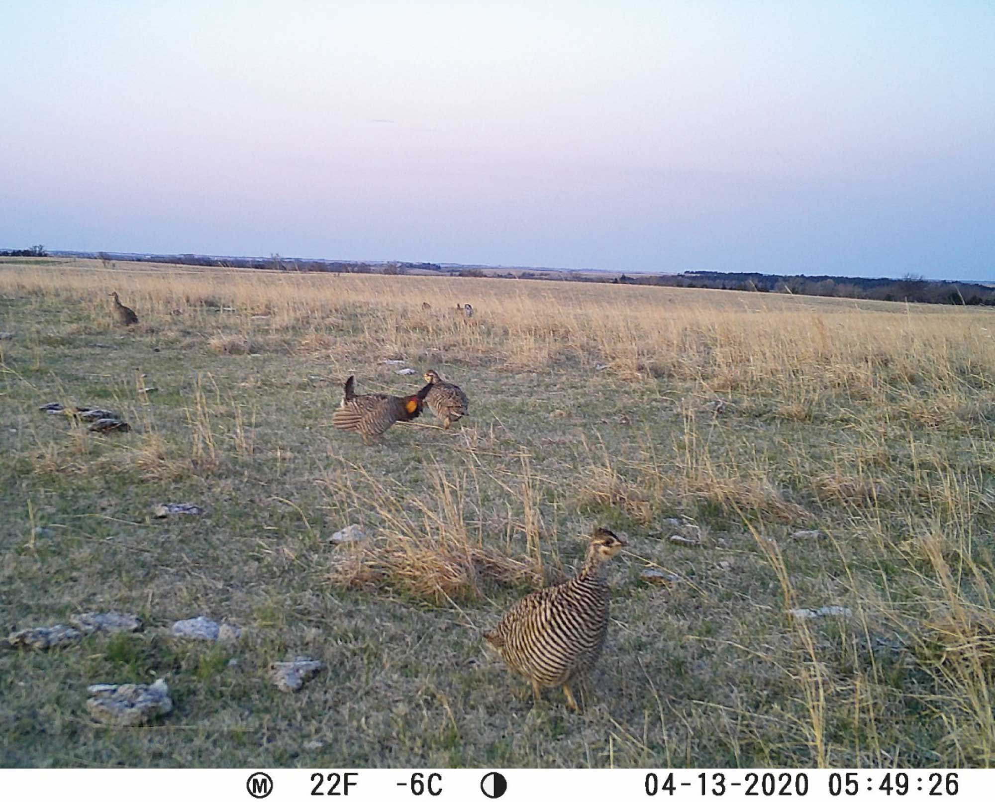 upland game captured with trail camera photos