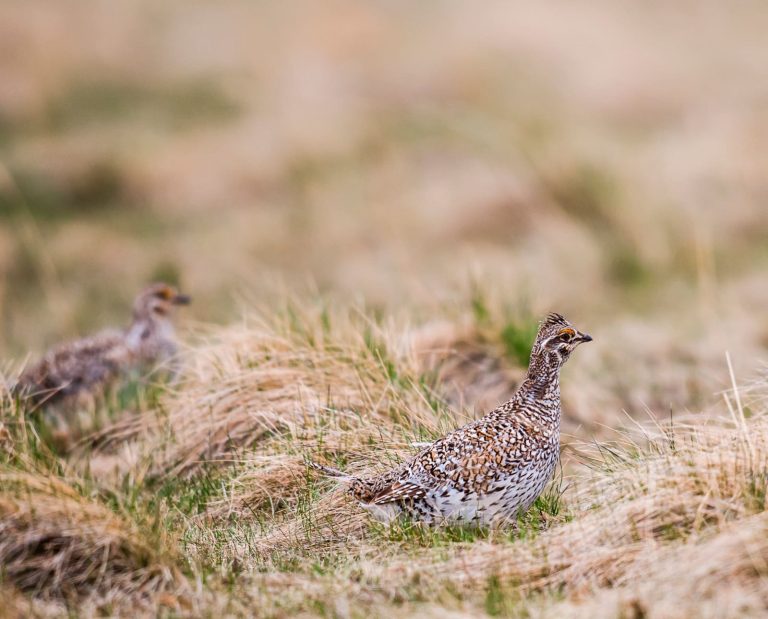 a Sharp-tailed grouse in Wisconsin