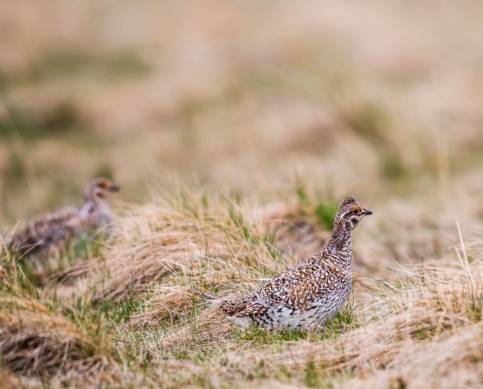 a Sharp-tailed grouse in Wisconsin