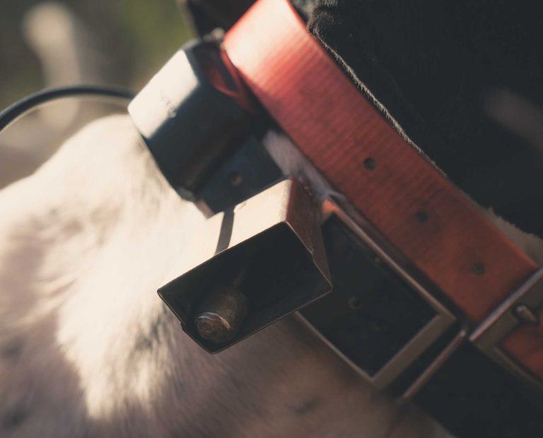 A dog bell on an English setter while bird hunting.