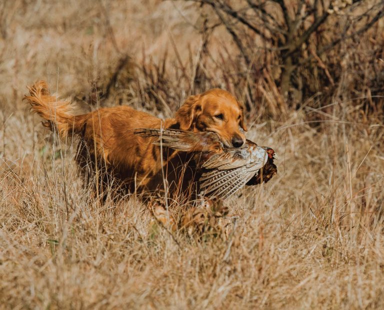 A Golden retriever brings a pheasant to a hunter.