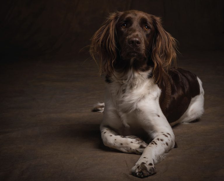 Small Munsterlander showing full body confirmation