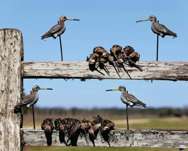 Snipe decoys set up during snipe hunting