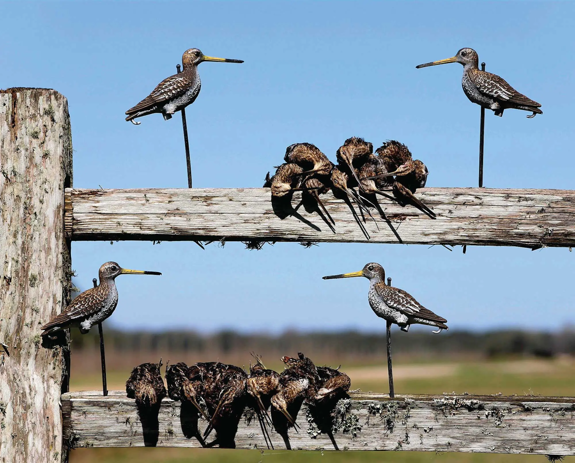Snipe decoys set up during snipe hunting