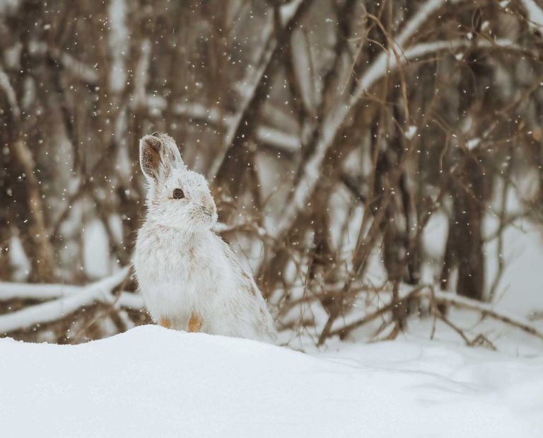A Snowshoe hair standing the snow.