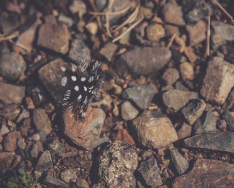 A francolin feather in South Africa
