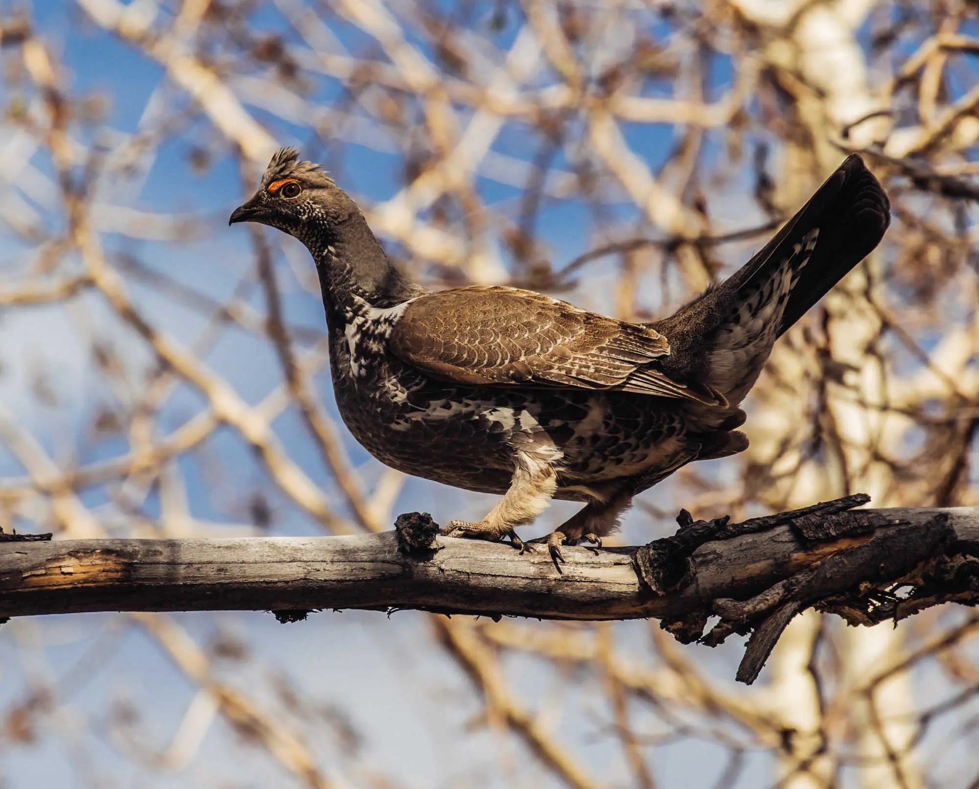 A blue grouse in the woods.