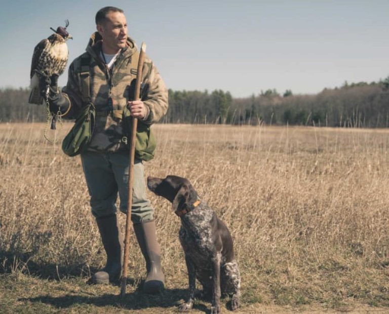 a falconer with his red-tailed hawk and bird dog.