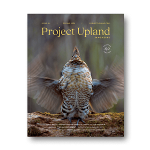Cover of SPring 2024 issue of Project Upland Magazine featuring a drumming Ruffed Grouse
