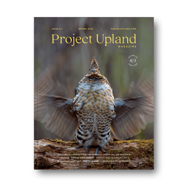 Spring-2024-of-Project-Upland-Magazine Cover of SPring 2024 issue of Project Upland Magazine featuring a drumming Ruffed Grouse