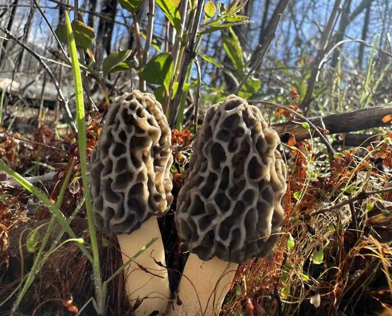 Two spring morel mushrooms in a forest backdrop