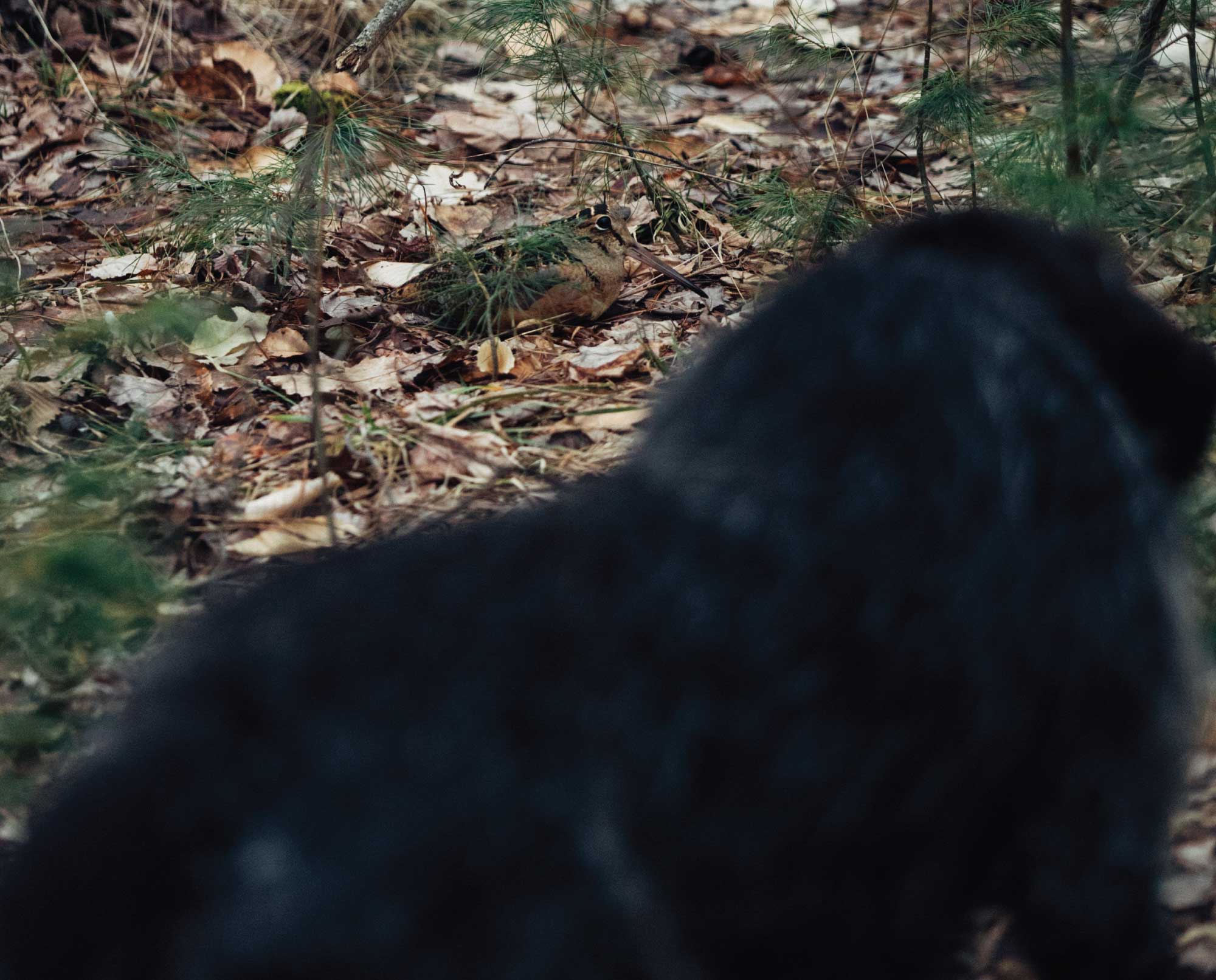 A dog pointing a woodcock during the spring training season