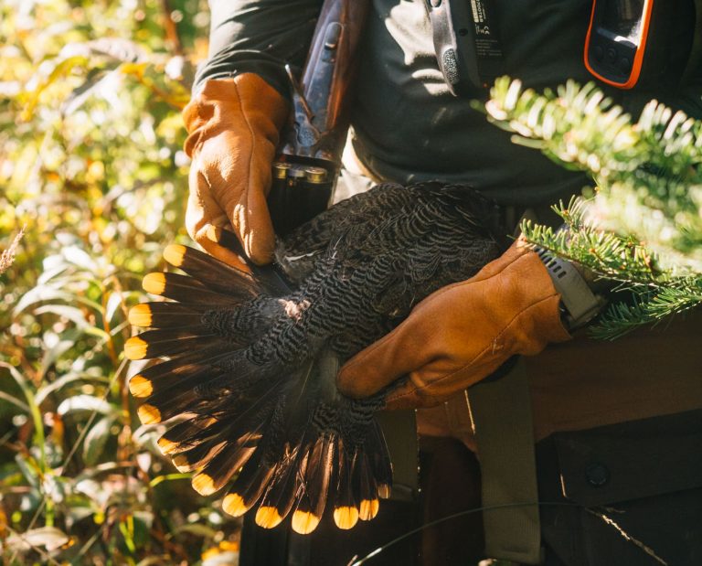Spruce Grouse Hunting In Alaska