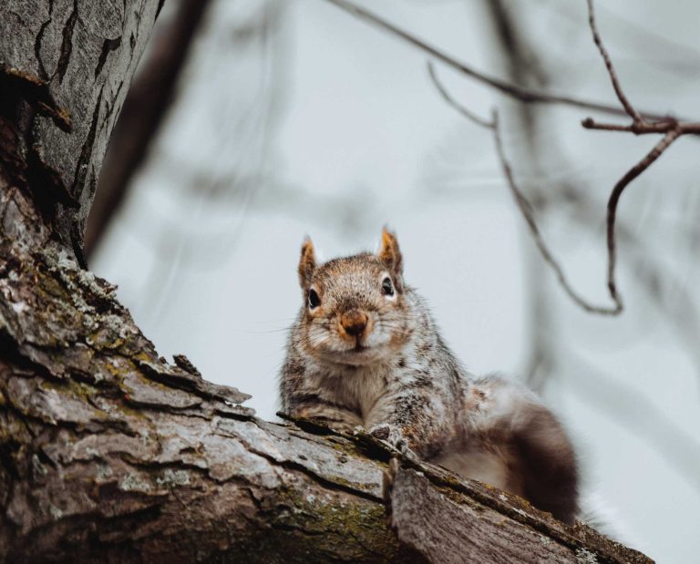 A squirrel looks at a hunter