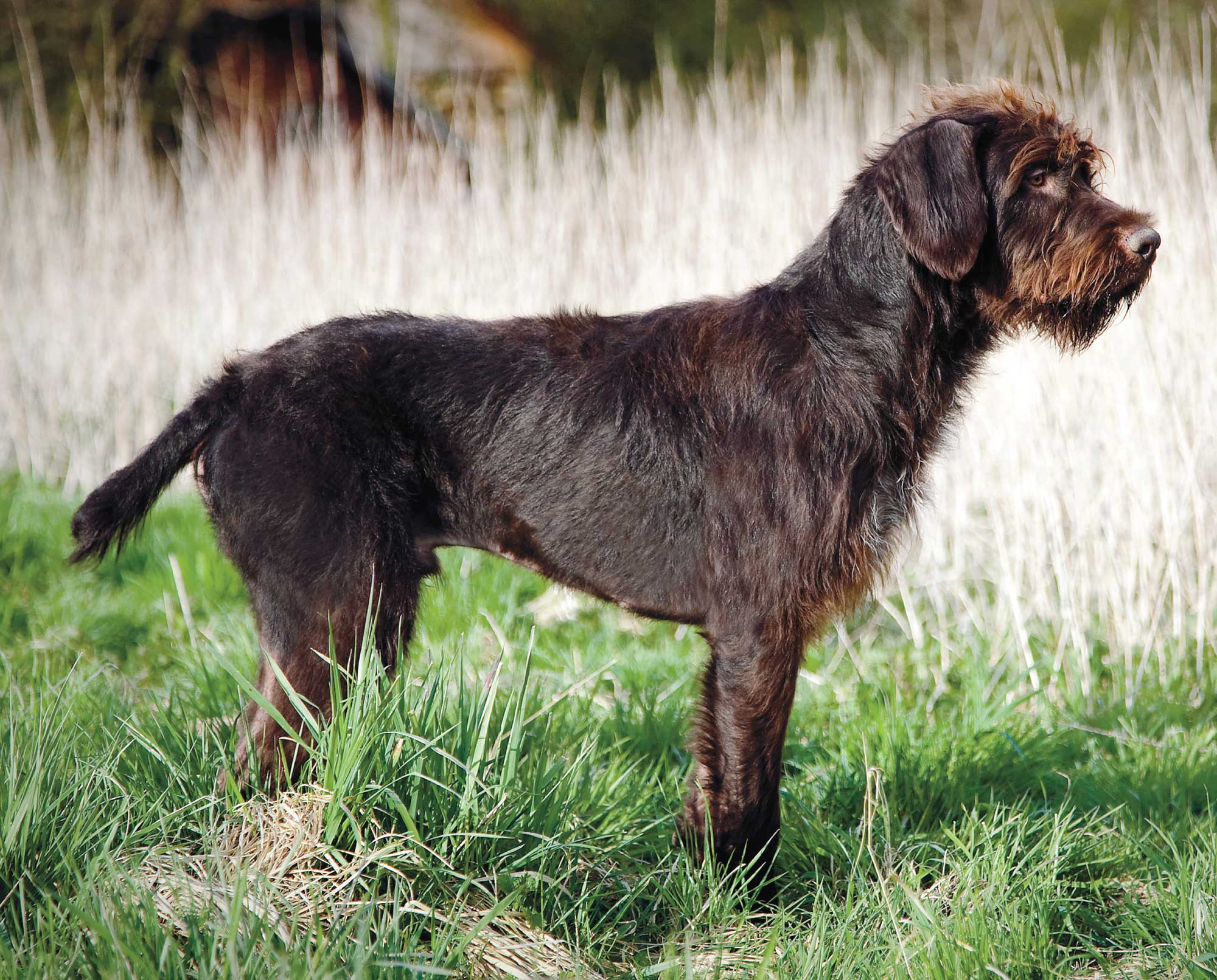 a Stichelhaar or German Rough Haired Pointer
