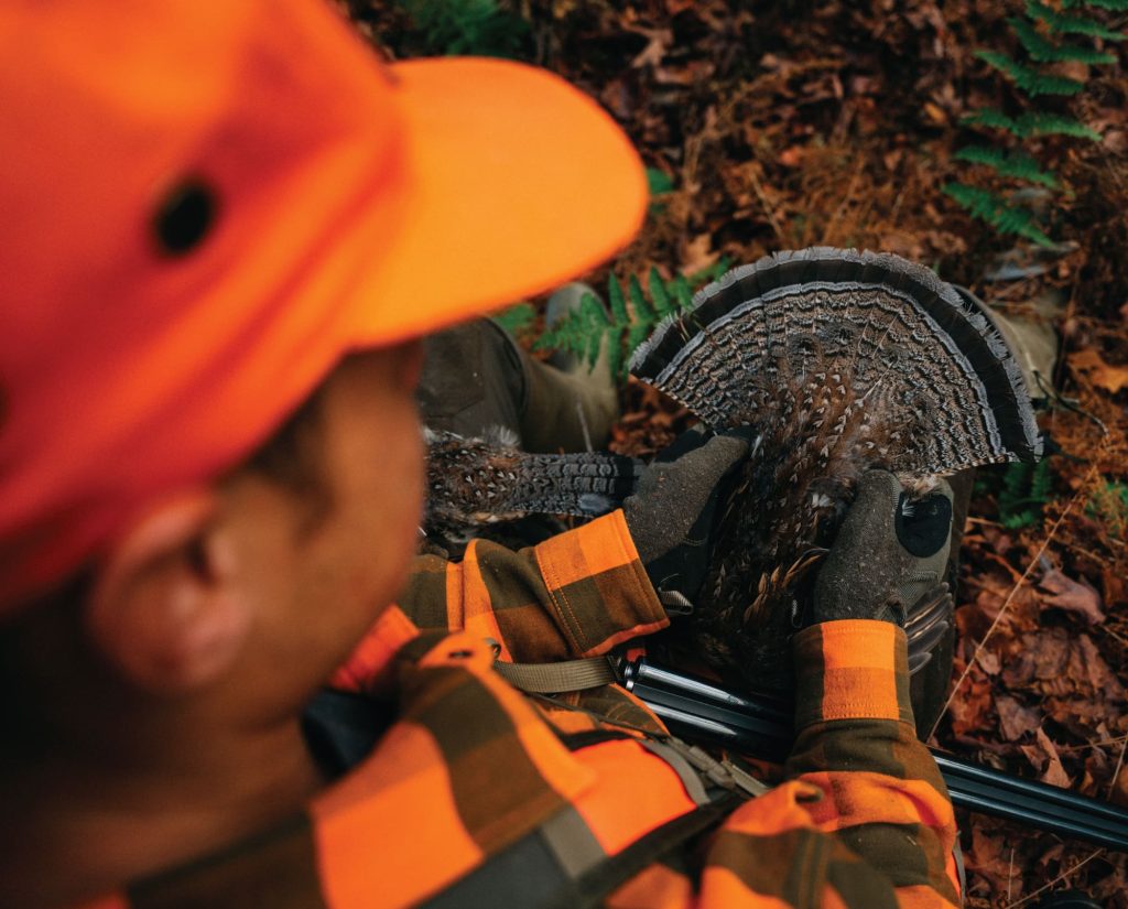 A ruffed grouse shot while hunting in thick cover.