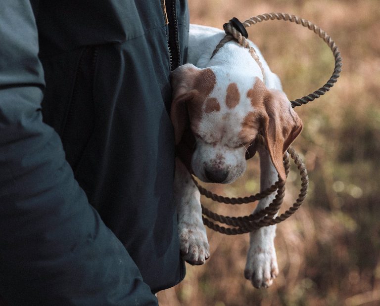 A bird dog puppy sleeps in its owners arms.