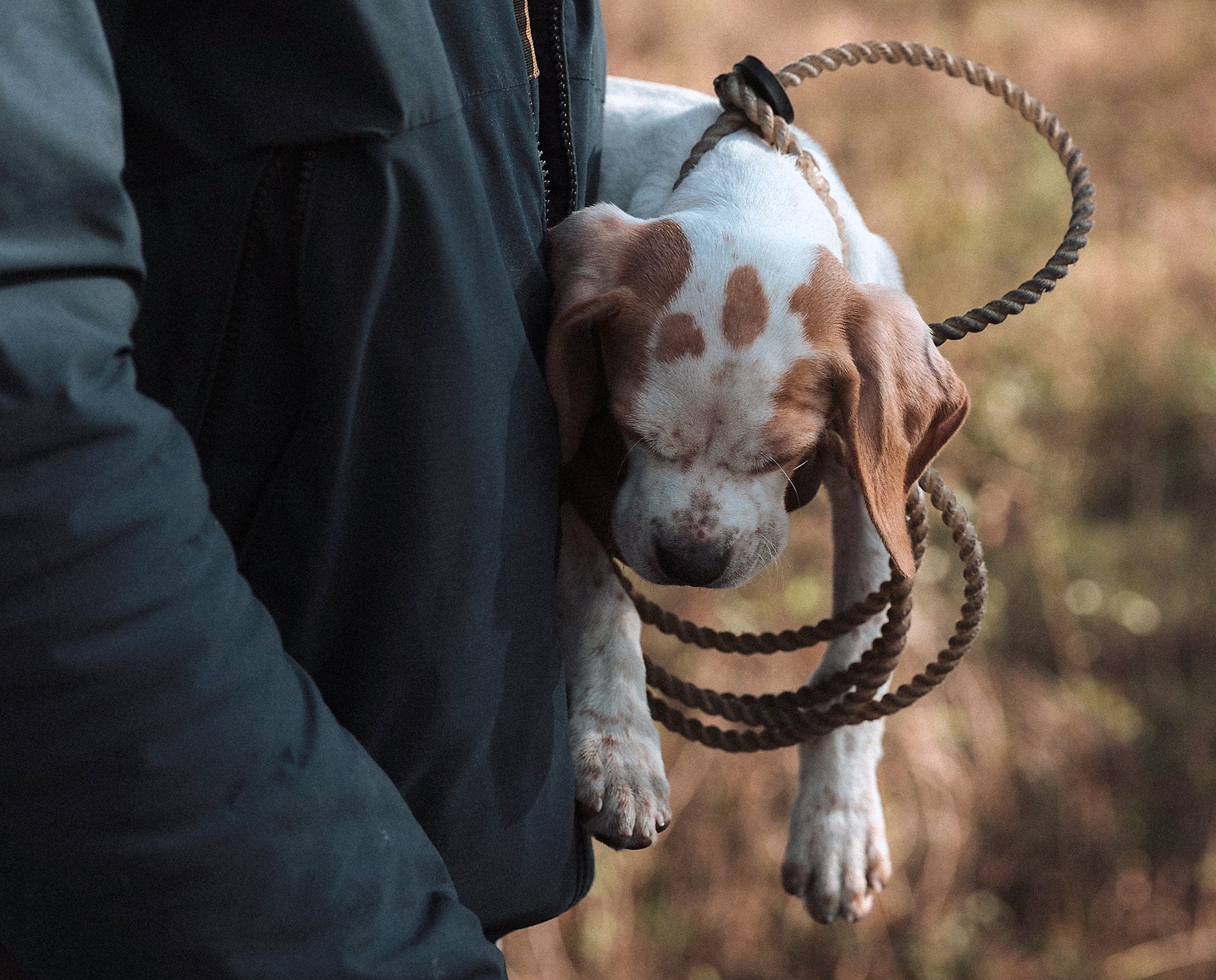 A bird dog puppy sleeps in its owners arms.
