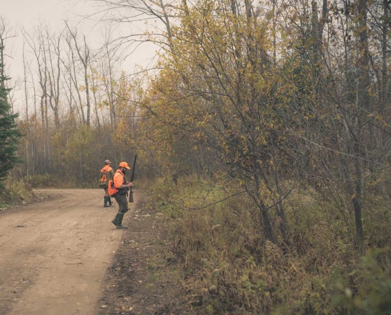 A group of hunters walk into woodcock habitat