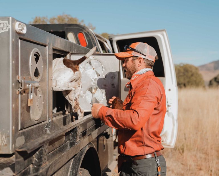 Guide from Border to Border outfitters loads up an English pointer.
