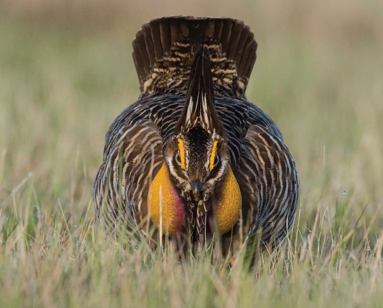 A male prairie chicken doing a mating dance in Nebraska.