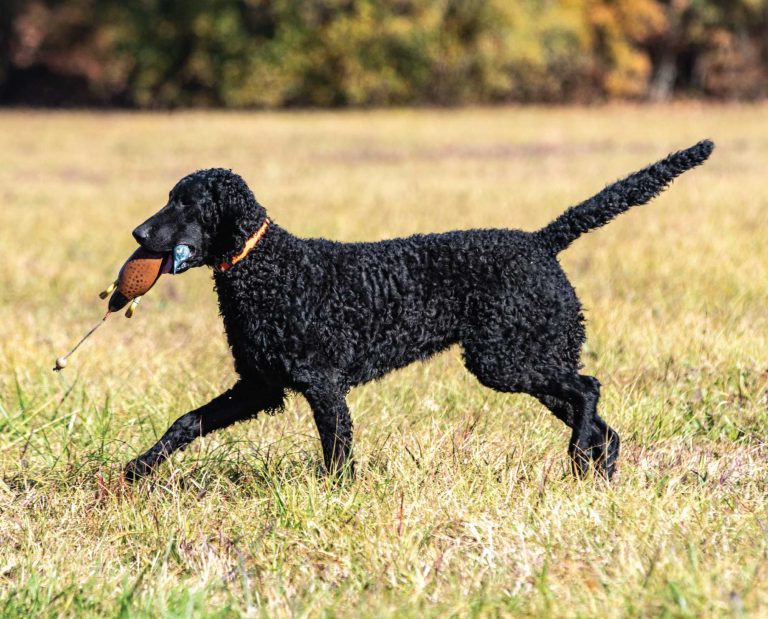 Curly-Coated Retriever