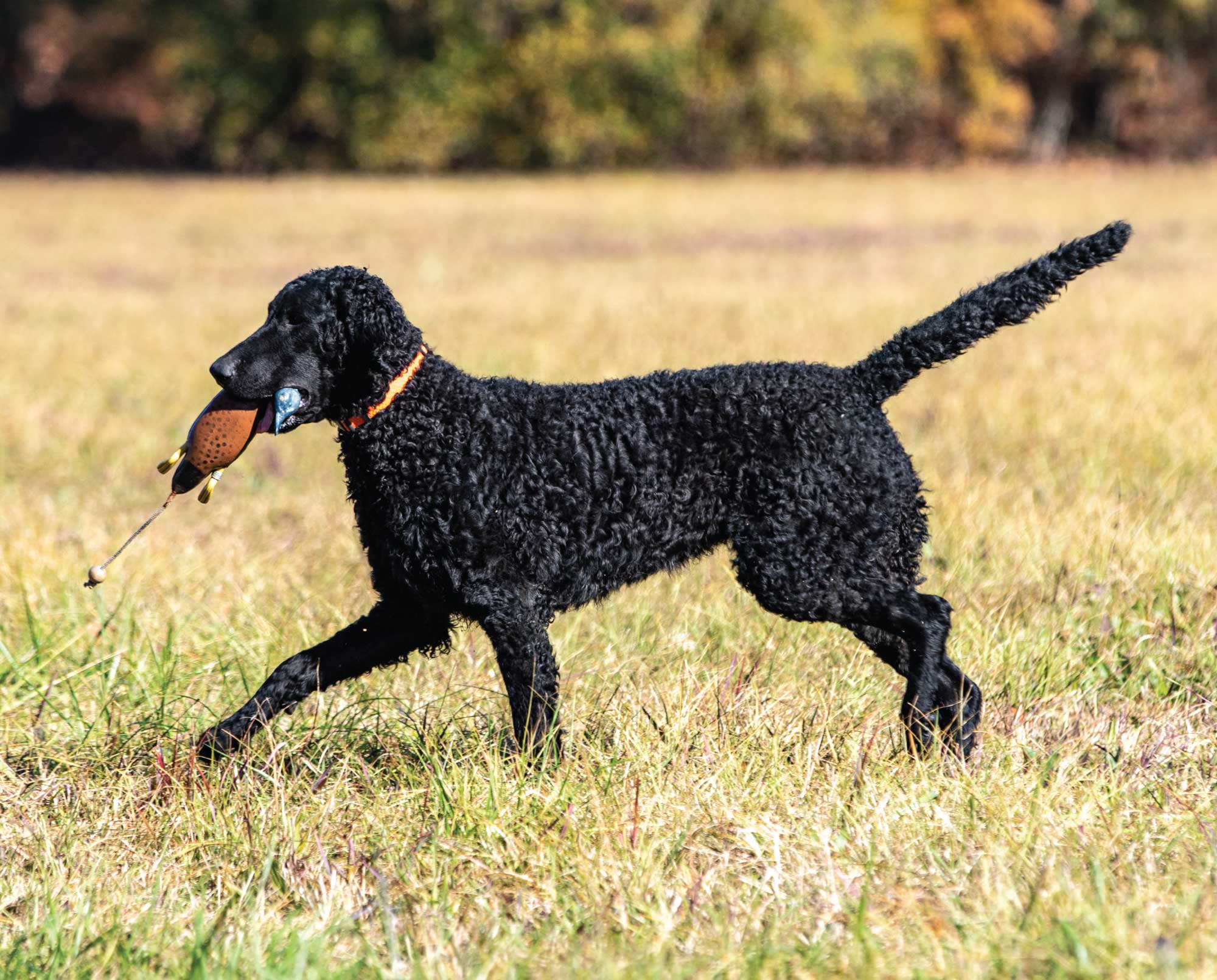 Curly-Coated Retriever