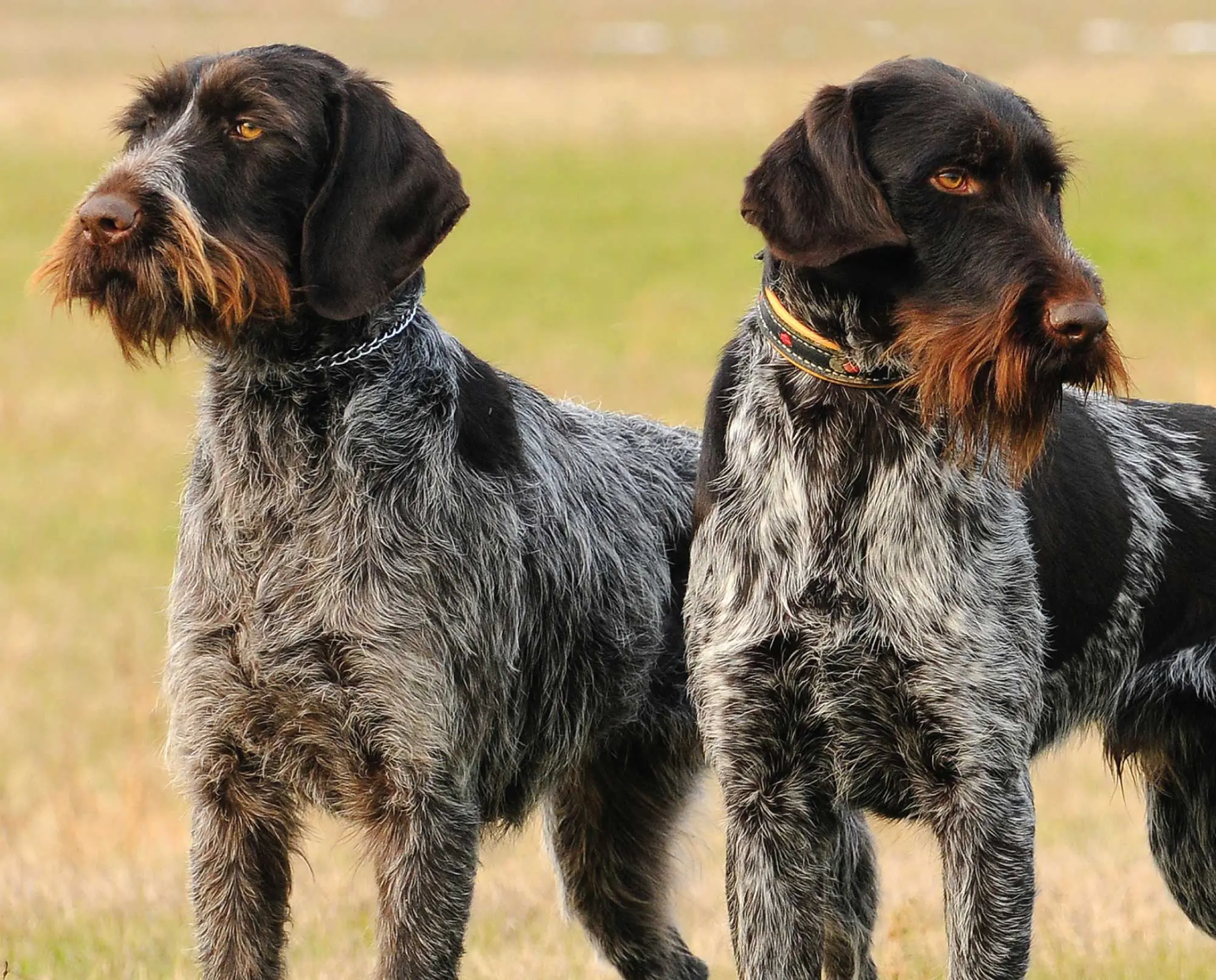 A seemingly identical dogs, a German Wirehaired Pointing and Deutsch Drahthaar sit next to each other